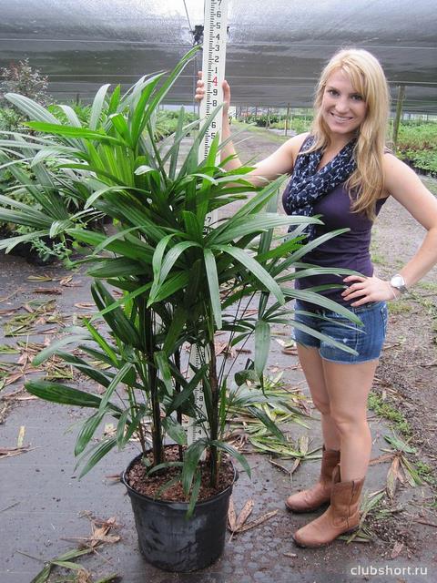 43850_rhapis-excelsa-lady-palm-1000054345.jpg